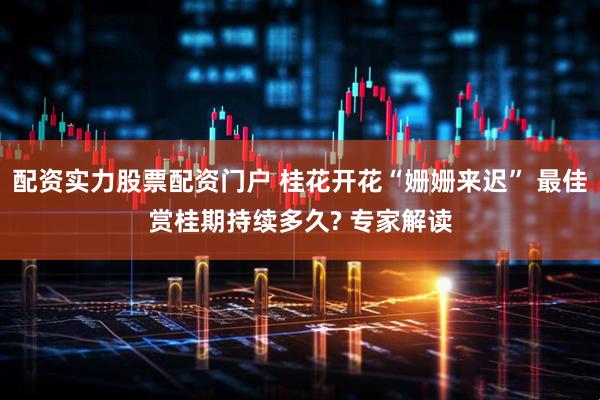 配资实力股票配资门户 桂花开花“姗姗来迟” 最佳赏桂期持续多久? 专家解读